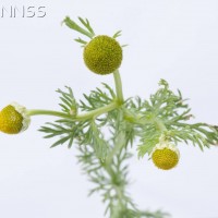 Pineappleweed